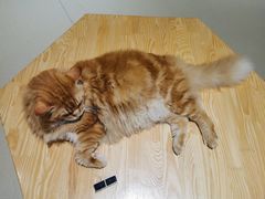 -藏猫猫咖啡主题馆(中央大道店)