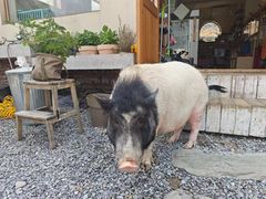 -小时光咖啡馆(开森度假森林店)