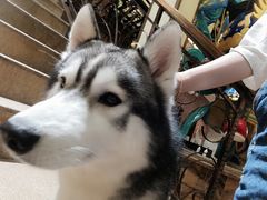 -more than meow吴止猫主题餐厅(承德 中船汇店)