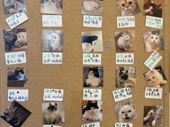 -楼上猫咖(罗湖店)
