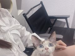 -琪喵猫屋·撸猫猫咖·猫舍