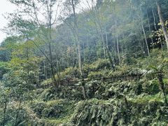 -青城山