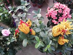 -江阴花鸟市场
