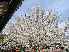 -颐和园