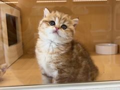 -老吴的猫·猫舍(新区店)