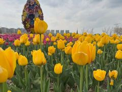 -南通鲜花小镇