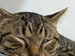 -御宝贝·A梦猫科宠物医院(国际猫友好医院)