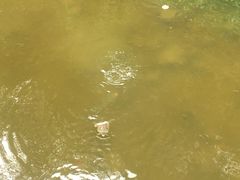 -重庆彩云湖湿地公园