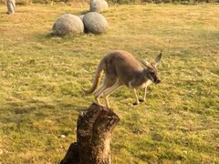 -泉州海丝野生动物世界