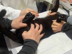 -艾贝尔宠物医院 ·中兽医·宠保定点(北门桥店)