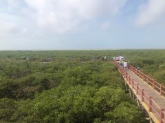 -北海金海湾红树林生态旅游区