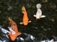 -广州白天鹅宾馆