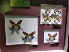 -上海昆虫博物馆