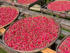 -亚龙湾国际玫瑰谷