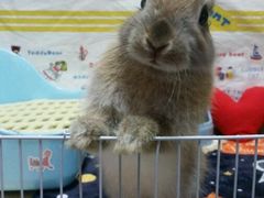 -瑞派·关忠动物医院·异宠专科·犬猫肿瘤·皮肤专科(望京店)