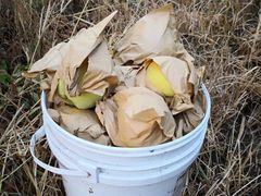 -樂桃源奉贤黄桃种植采摘基地