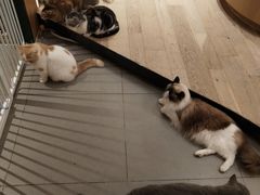 -CAT’S MEWSTAR CAFE·喵星球猫屋(晴湾咖啡店)