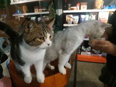 -more than meow吴止猫主题餐厅(承德 中船汇店)