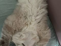 -艾贝尔宠物医院·24H转诊中心·肿瘤猫专科(江宁双龙店)