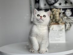 -喵zoo家庭繁育猫舍(尖东智能花园店)