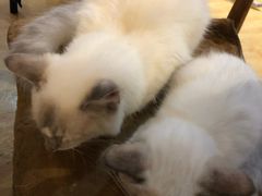 -万小咖.猫咖(中山路天虹店)