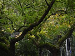 -颐和路民国时期公馆风貌区