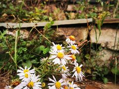 -白草畔自然风景区