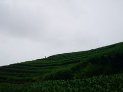 -龙坞茶村