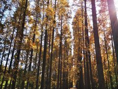 -黄海国家森林公园