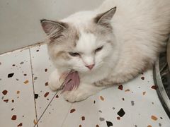 -滚猫咖啡·猫咖·猫友好撸猫(未来城店)