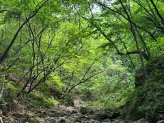 -本溪汤沟绿石谷森林公园
