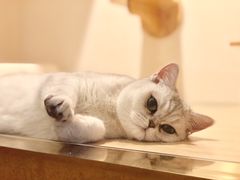 猫咪寄养房间-Double Rui宠物酒店