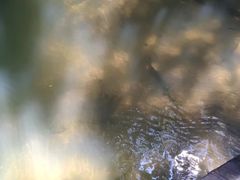 -怀托摩萤火虫洞