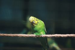 -酷嗒动物文化乐园(cutezoo西溪乐天城店)