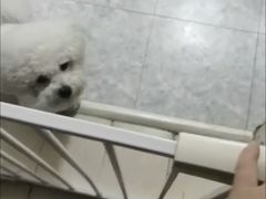 -波姐宠物家庭寄养
