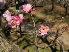 -梅花山(明孝陵内)
