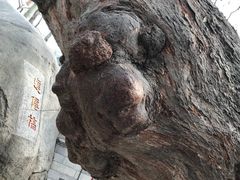-青岛崂山太清宫
