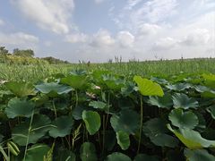 -西青郊野公园