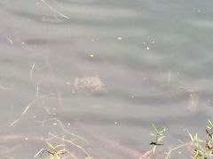 -武吉知马自然保护区