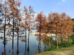 -顺峰山公园
