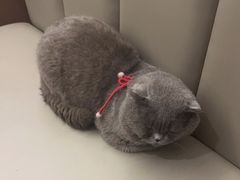 -汤宴·参须肚包鸡(南京路店)