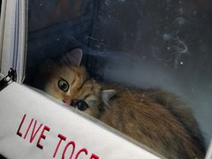 -纳吉亚猫专科动物诊疗中心(蒋宅口分院)