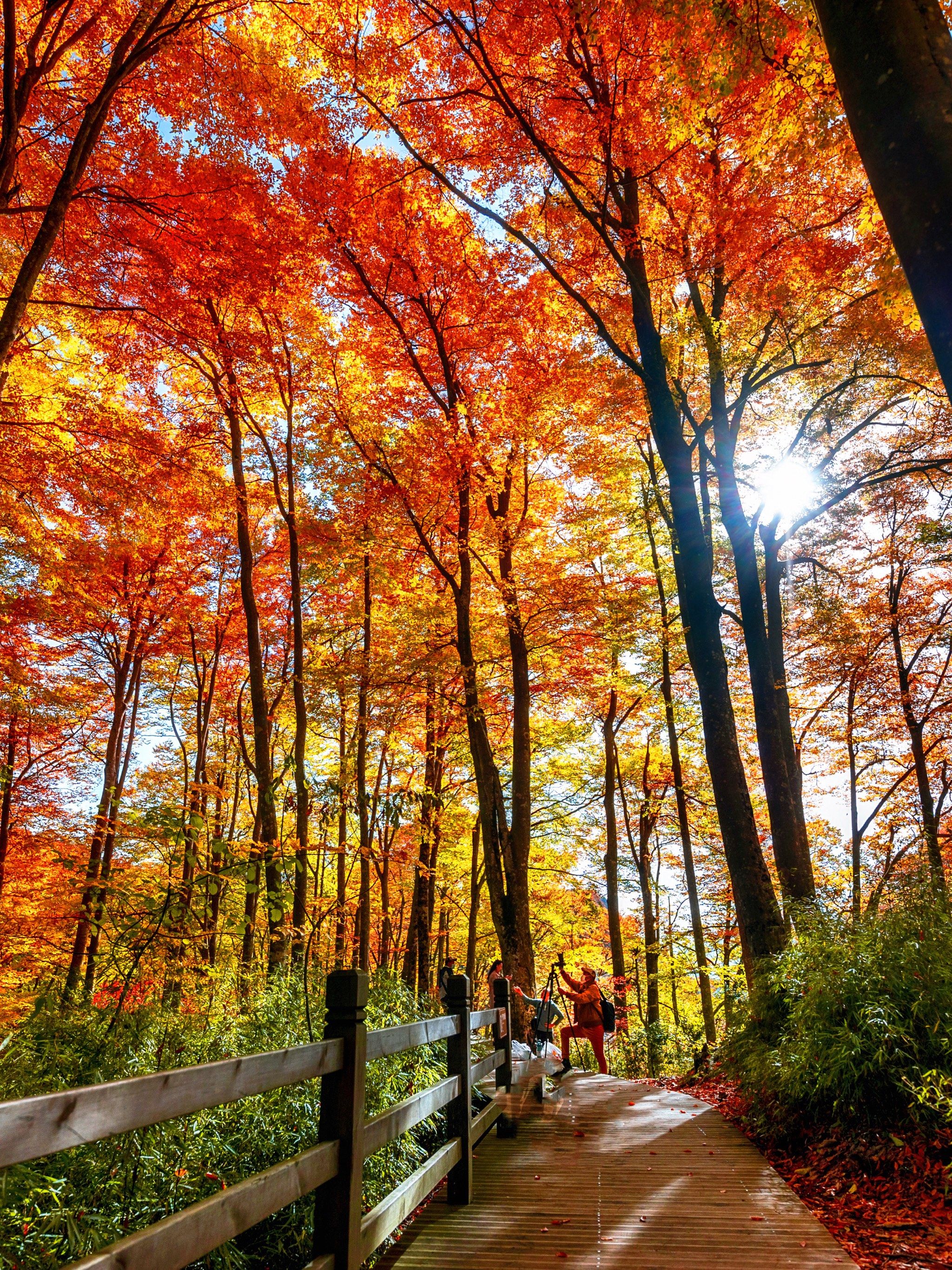 人生建议‼️秋天一定要去光雾山看红叶