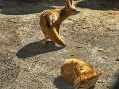 -昆明动物园
