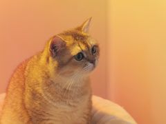 -More Fun猫咖 二十只万元加菲主题