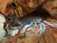 -柚子猫舍·精品猫舍购猫·猫咪认养·购宠·宠物店