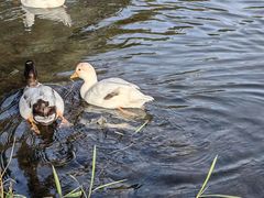 -旅马餐厅(茅家埠店)