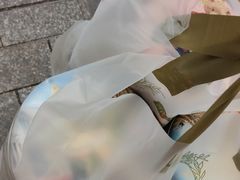 -珍妮曲奇聪明小熊(尖沙咀店)