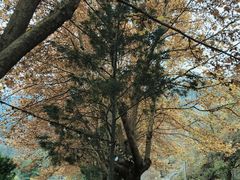 -秦岭终南山世界地质公园翠华山景区