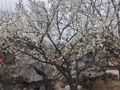 -香雪海